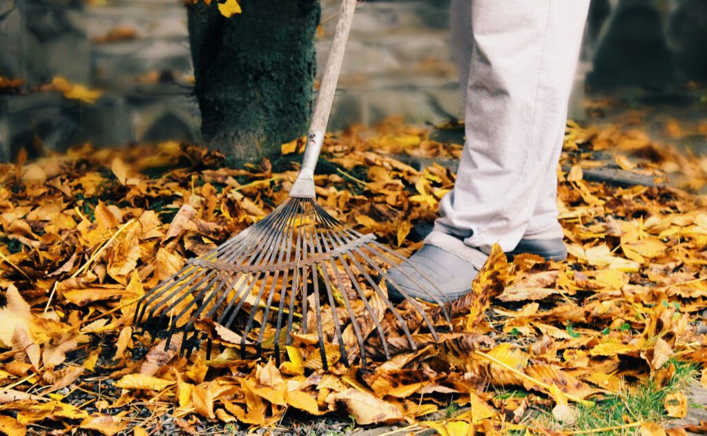 The man cleans dry leaves in a garden